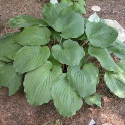 Hosta 'Phantom'